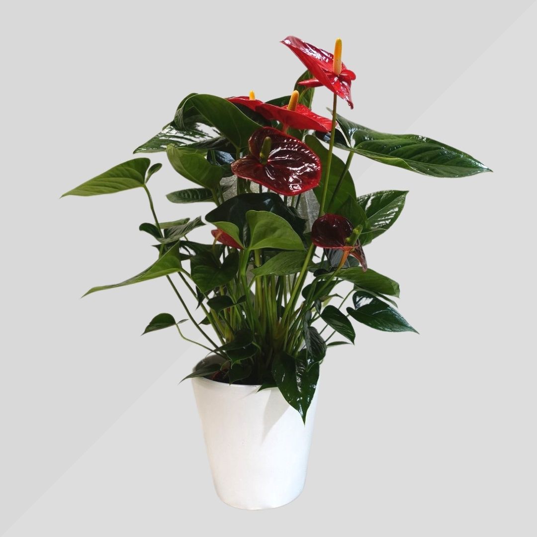 Anthurium, vaso