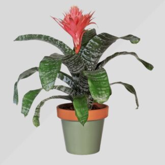 Aechmea fasciata