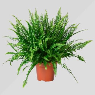 Felce Nephrolepis