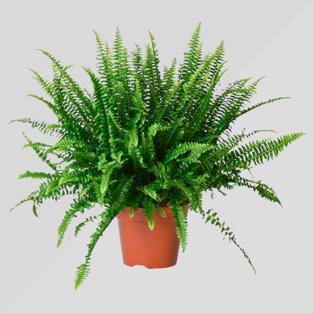 Felce Nephrolepis