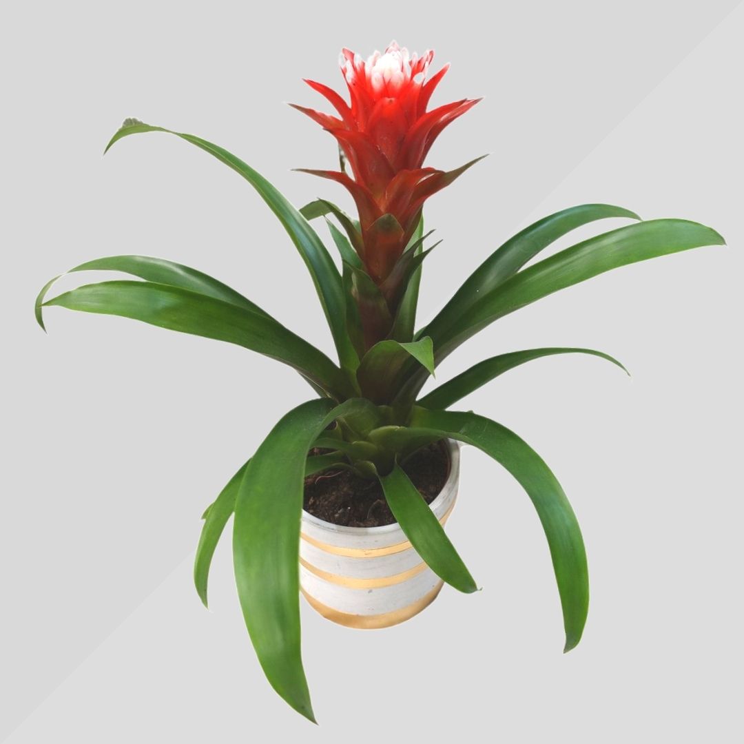 Bromelia Guzmania con vaso