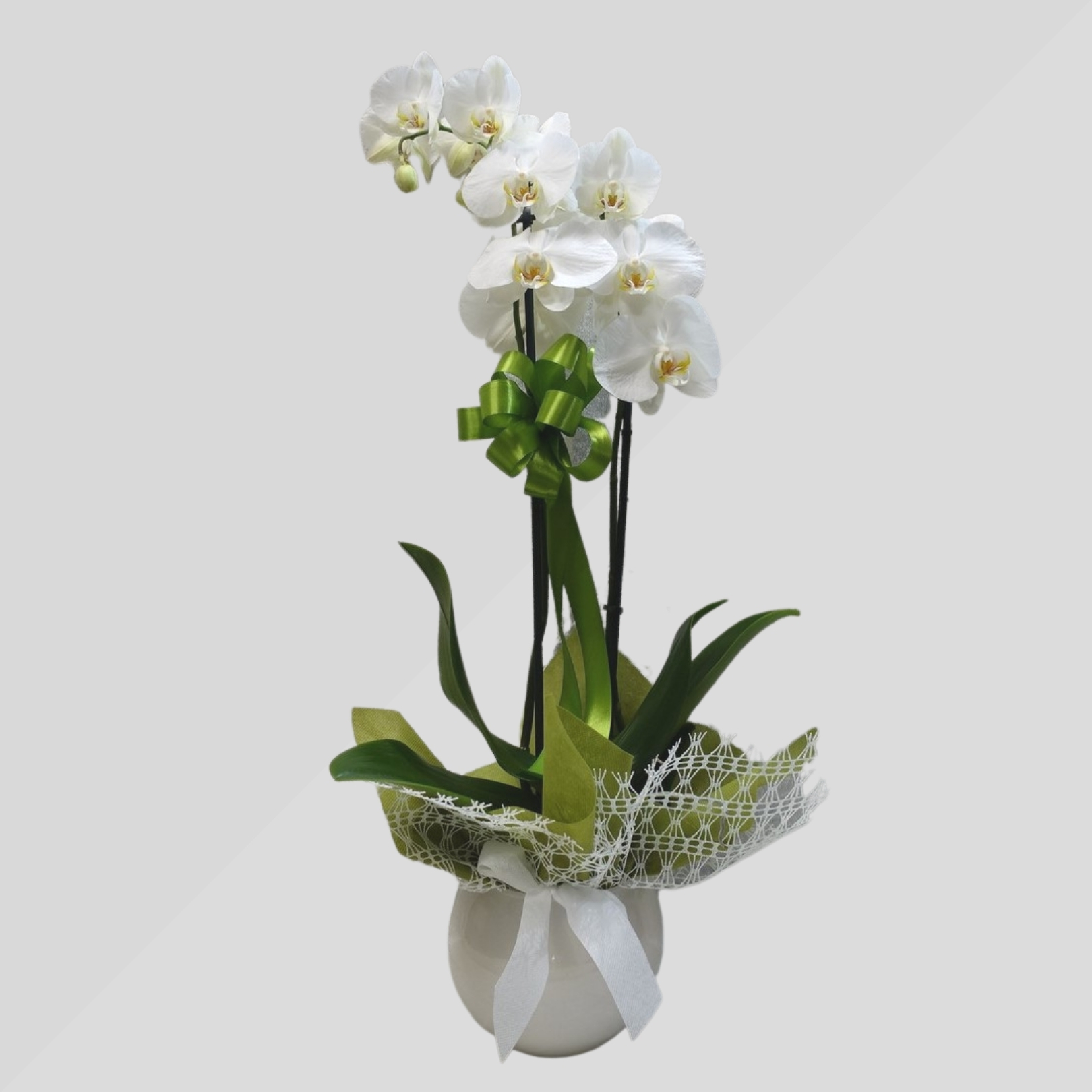 Orchidea due steli in vaso