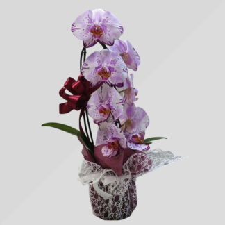 Orchidea ricurva uno stelo