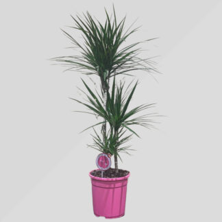 Dracaena marginata