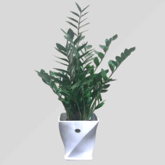 Zamioculcas