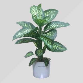 Deffenbachia Tropical