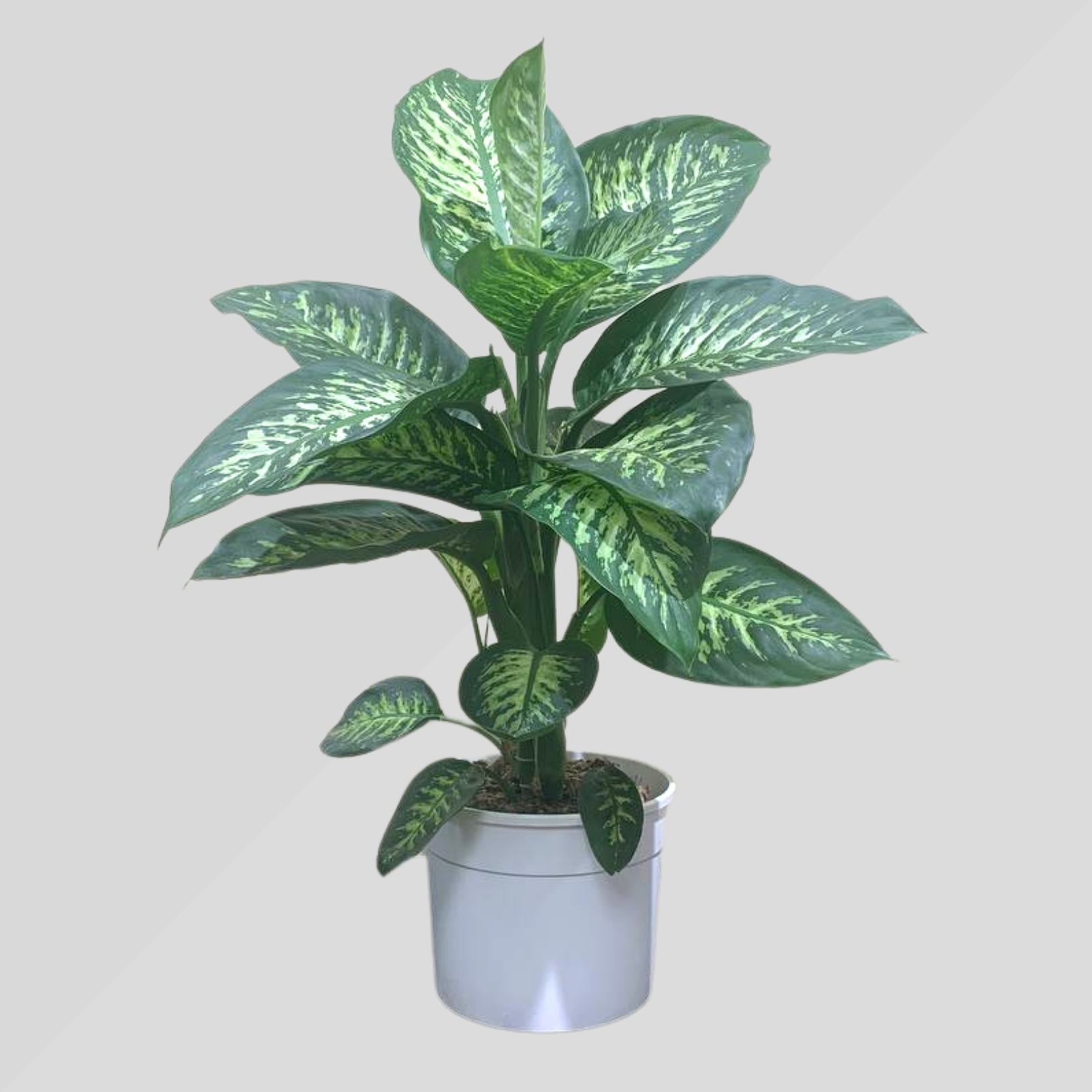 Deffenbachia Tropical