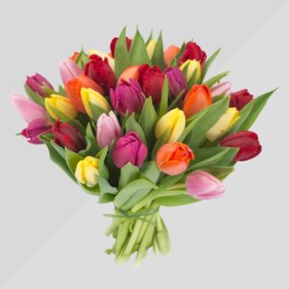 Tulipani (Cad.)