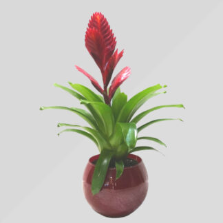 Bromelia con vaso